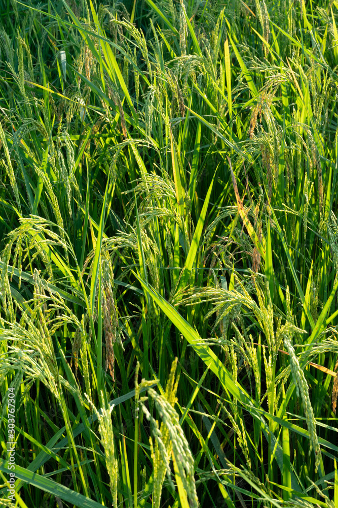 Green rice tree on the rice field. Green rice tree on the rice field.