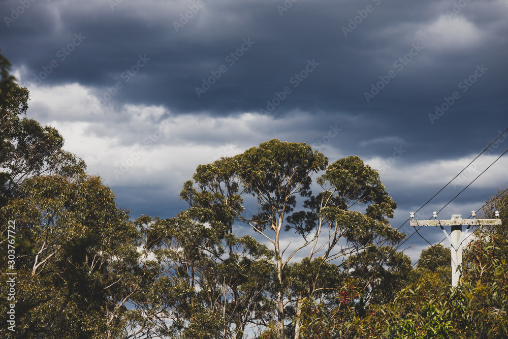 eucalyptus gum trees with dark moody clouds behind them