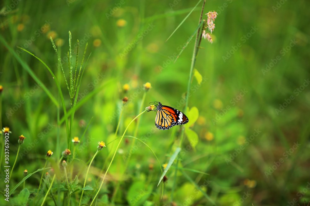 Butterfly on flower with green leaves background. Butterfly on flower with green leaves background.