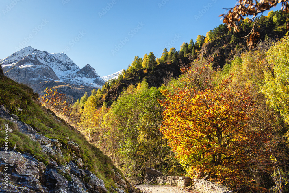 color of autumn at the mountain (french Pyrenees)