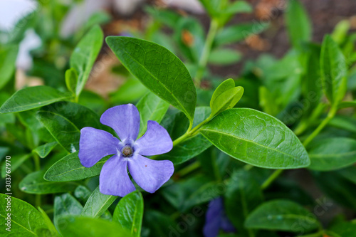 Fototapeta Blue flower periwinkle (Vinca minor) among green leaves close-up.