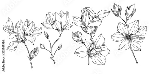 Vector Magnolia floral botanical flowers. Black and white engraved ink art. Isolated magnolia illustration element.