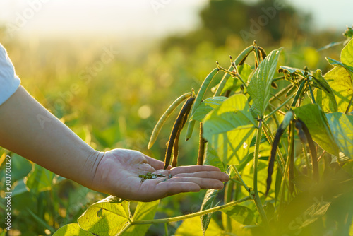 Mung bean on hands green pods (Vigna radiata) and mung bean leaves on the mung bean stalk