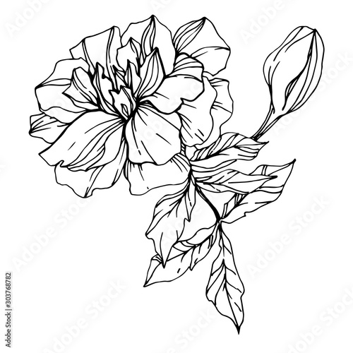 Vector Marigold floral botanical flowers. Black and white engraved ink art. Isolated tagetes illustration element.