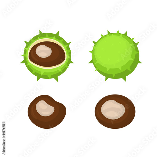 Horse chestnuts peeled and whole with green rind isolated on white. Vector