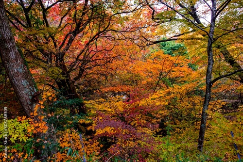マゼノ渓谷の紅葉 © chameleon