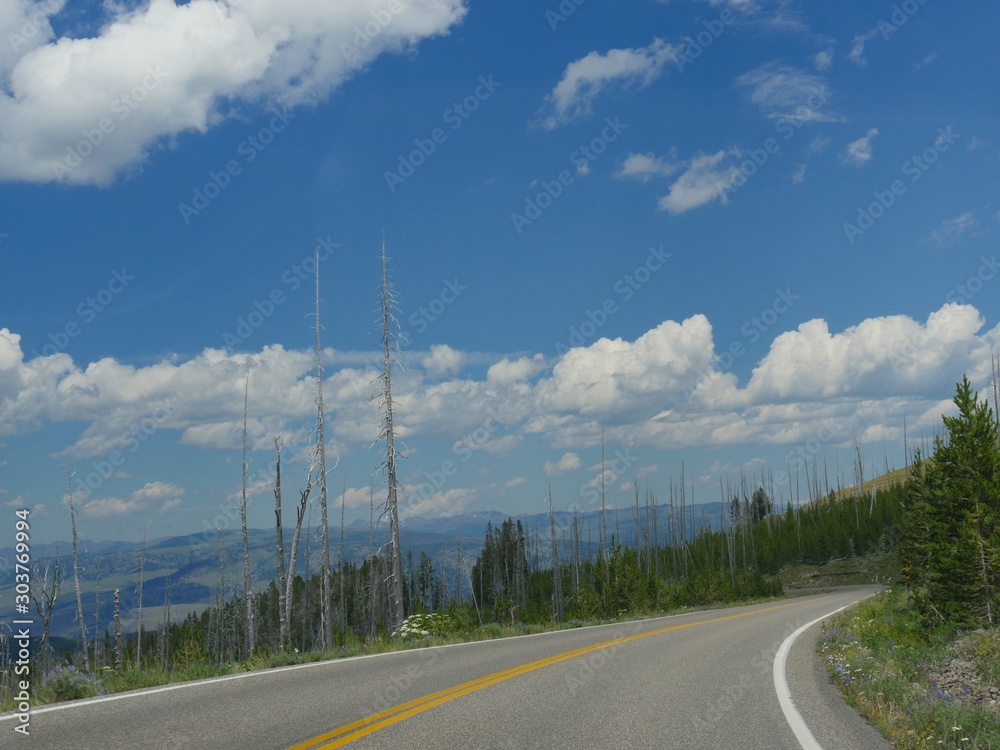 Twists and turns in the road with young aspen trees recovering from previous forest fires at Yellowstone National Park in Wyoming.