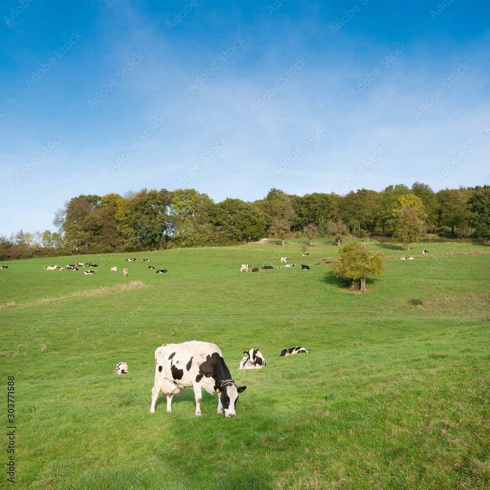 cows graze in green meadow near Epen in dutch province of zuid limburg cows graze in green meadow near Epen in dutch province of zuid limburg