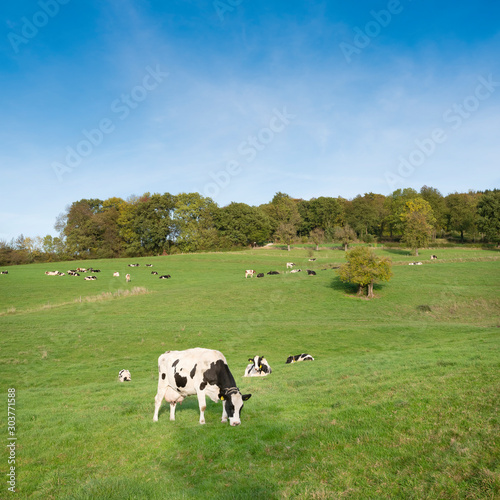 cows graze in green meadow near Epen in dutch province of zuid limburg