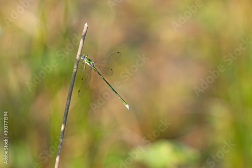 Kleine Binsenjungfer (Lestes virens ) photo