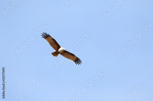 Eagle in flight © William