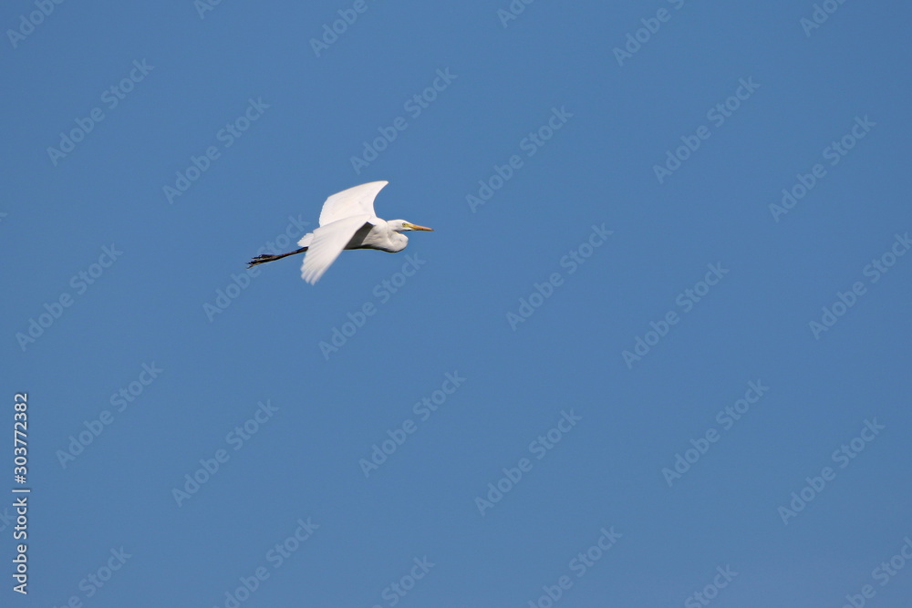 white Egret in flight