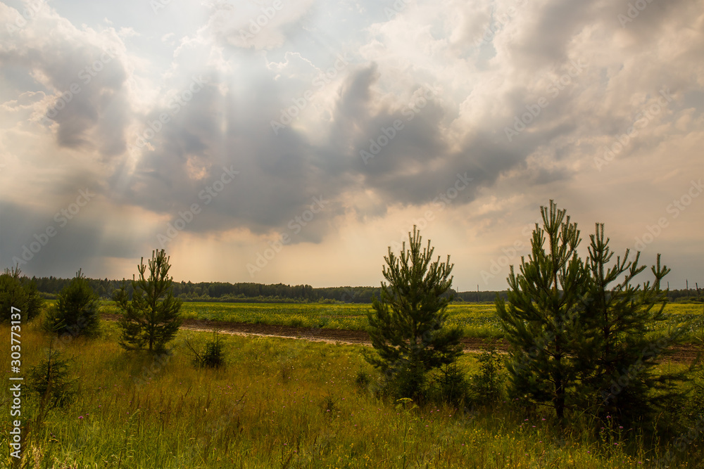Fototapeta premium Picturesque clouds move over the meadow where young pines grow. Ivanovo region, Russia.