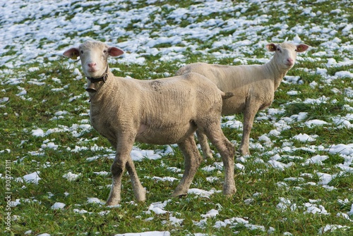 Two white funny sheep in nature, animal husbandry