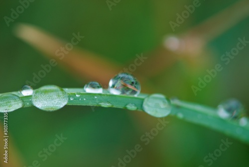 Close up rain drops on blade of green grass, negative space