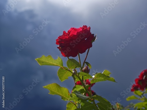 a bright red shrub rose in the background of a stormy sky, Russia.