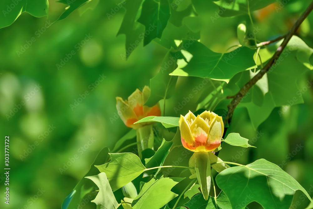 ユリノキの花 Tulip Tree ユリノキの花 Tulip Tree