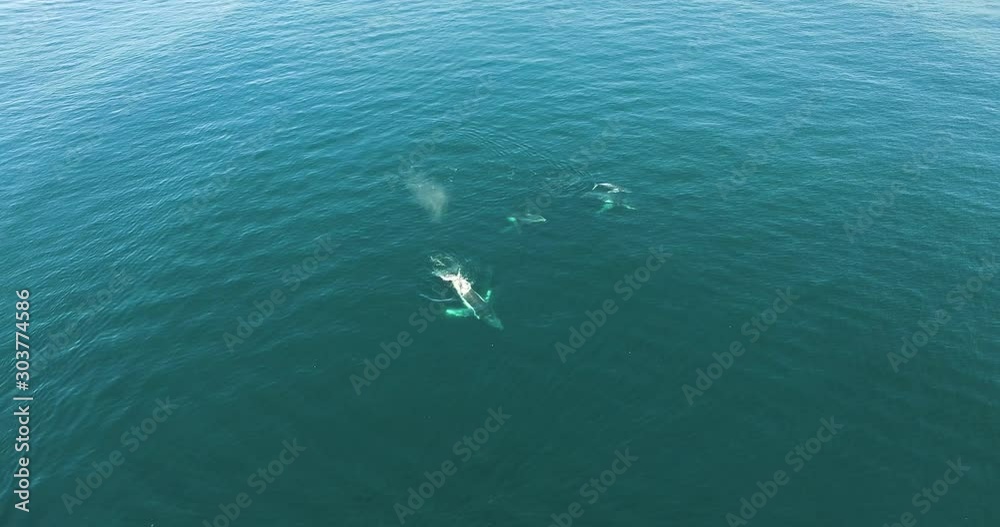 Pod of Whales off Gold Coast Queensland Australia Pod of Whales off Gold Coast Queensland Australia
