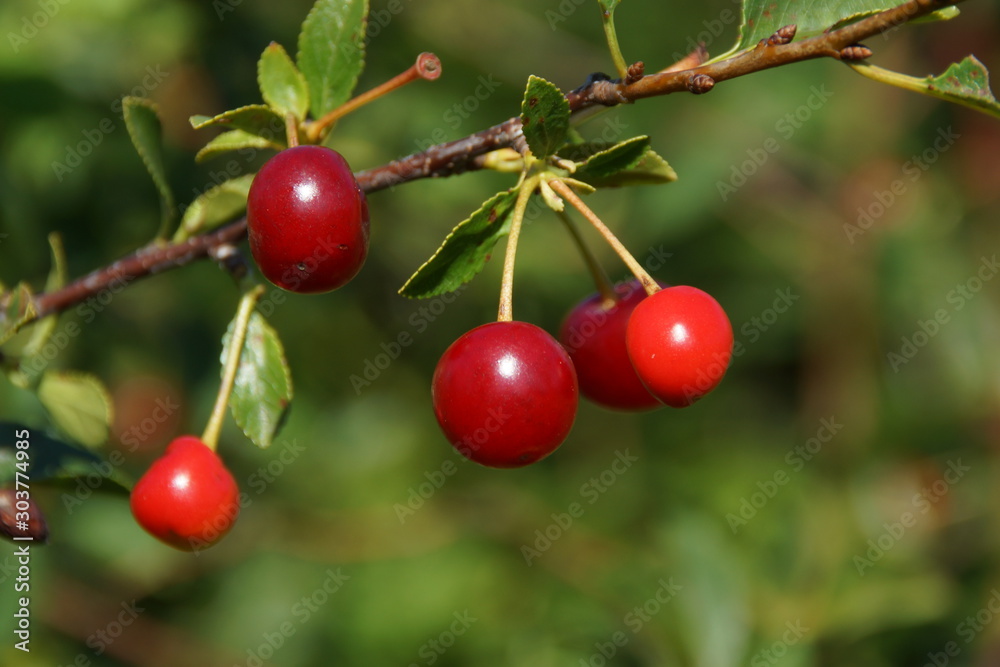 Red ripe cherry on a tree against a background of tender green leaves with a blurred background.