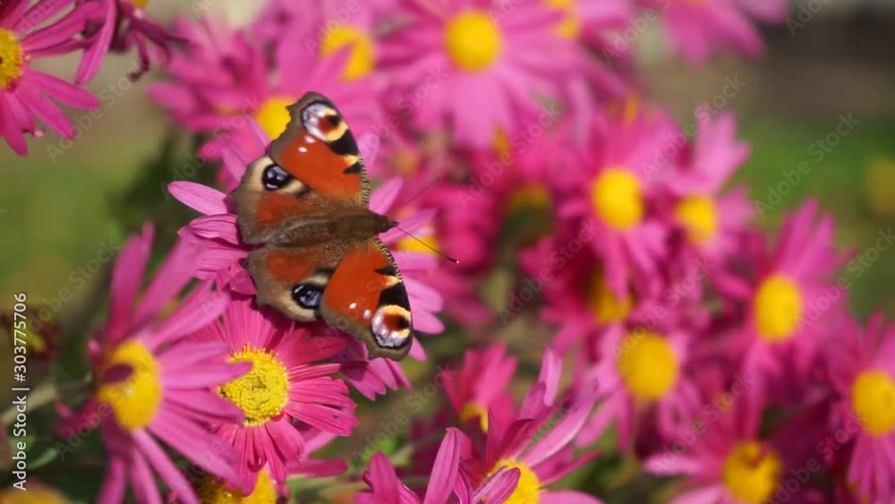 Butterfly collect pollen from flowers. Butterfly close-up. Purple artisanal flowers. Insects on the flowers Butterfly collect pollen from flowers. Butterfly close-up. Purple artisanal flowers. Insects on the flowers