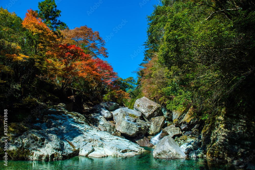 紅葉と仁淀ブルー 紅葉と仁淀ブルー