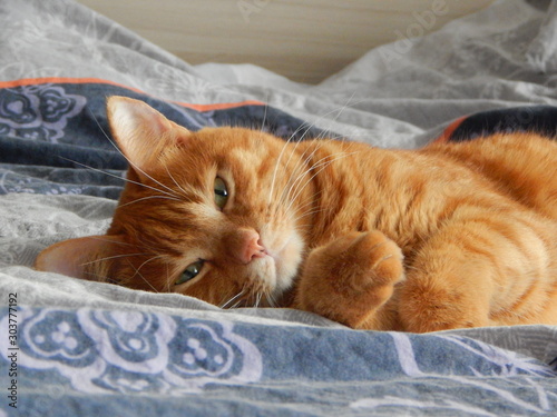 red cat lies in bed