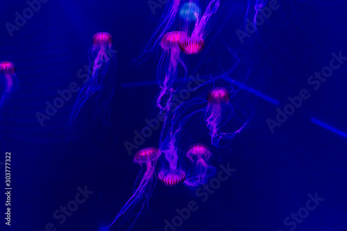 Jellyfish with neon glow light effect in London aquarium Sealife