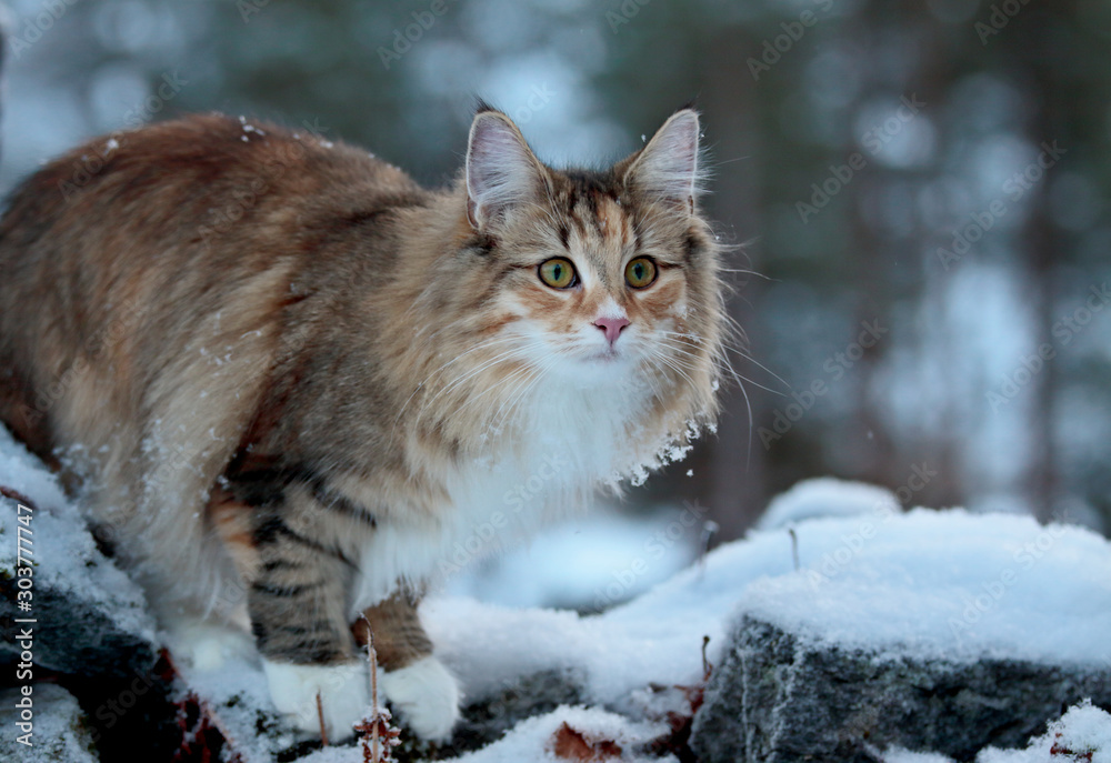 A norwegian forest cat female standing on a snowy stone in winter time