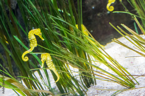 Quadro em tela Sea horse in London aquarium Sealife