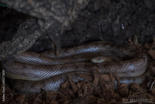 Serpent des blés, couleuvre américaine photo