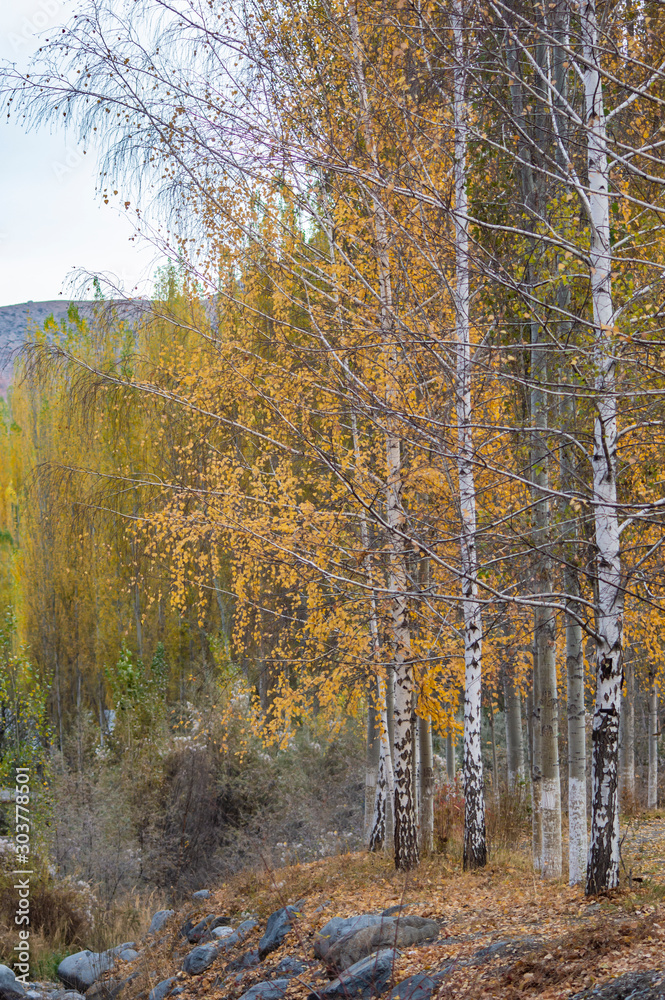Autmn landscape with yellow birch
