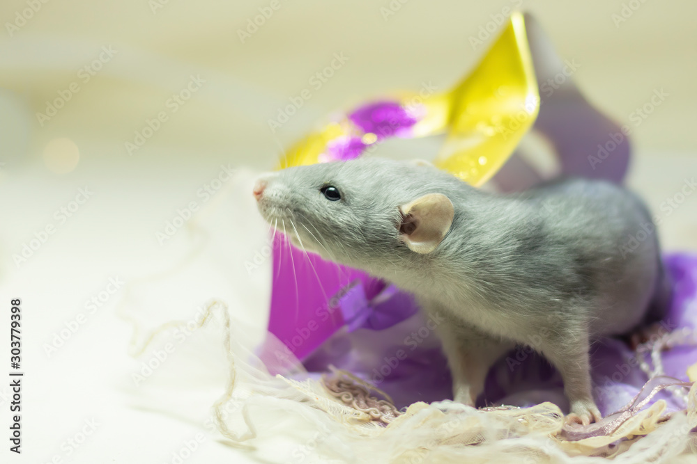 rat on a white background sits on a masquerade mask. Decorative rat ...