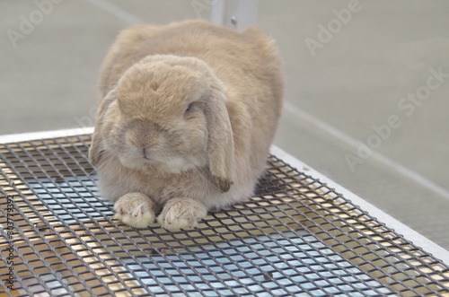 ロップイヤー　うさぎ photo