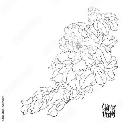 Peony tree branch with flowers with pheasants in the style of Chinese painting on silk Set of elements for design Outline hand drawing vector illustration..