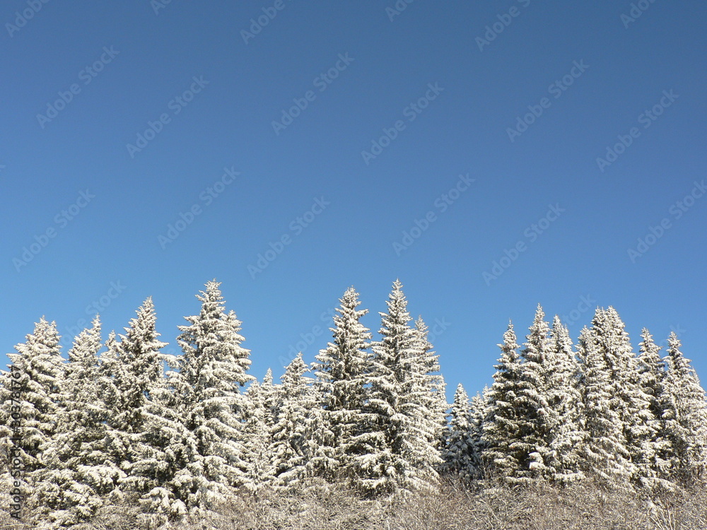 Sunny and snowy winter day. Snowy fir branch on a blue sky background. Pine or fir tree in the snow. Sunny and snowy winter day. Snowy fir branch on a blue sky background. Pine or fir tree in the snow.