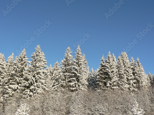 Sunny and snowy winter day. Snowy fir branch on a blue sky background. Pine or fir tree in the snow. 