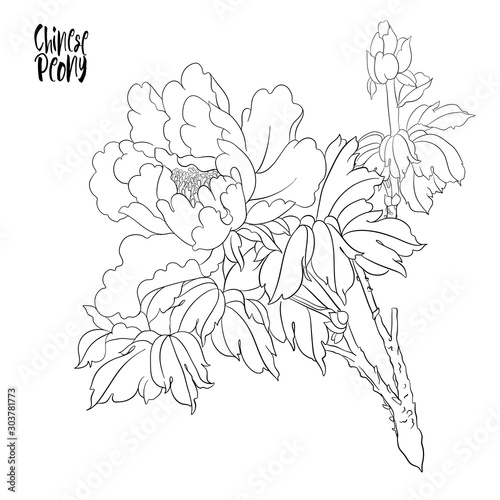 Peony tree branch with flowers with pheasants in the style of Chinese painting on silk Set of elements for design Outline hand drawing vector illustration..