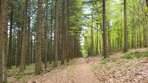 path in forest