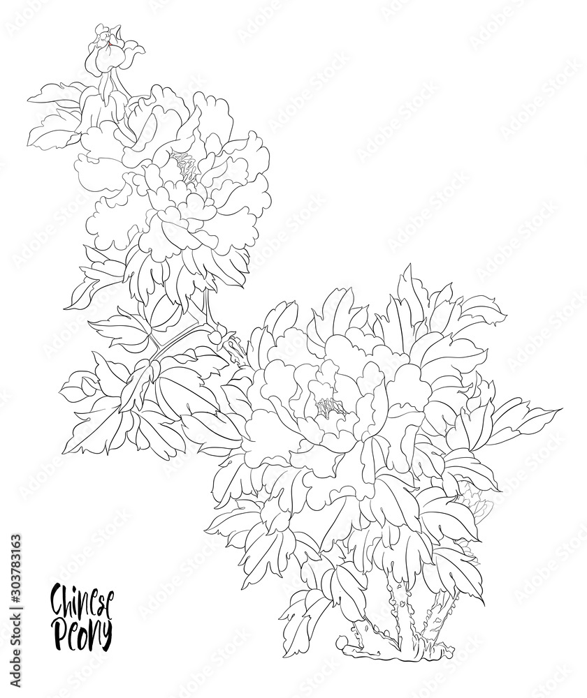 Peony tree branch with flowers with pheasants in the style of Chinese painting on silk Set of elements for design Outline hand drawing vector illustration.. Peony tree branch with flowers with pheasants in the style of Chinese painting on silk Set of elements for design Outline hand drawing vector illustration..
