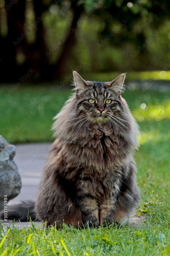 A norwegian forest cat male sitting outdoors in garden on a sunny summer evening