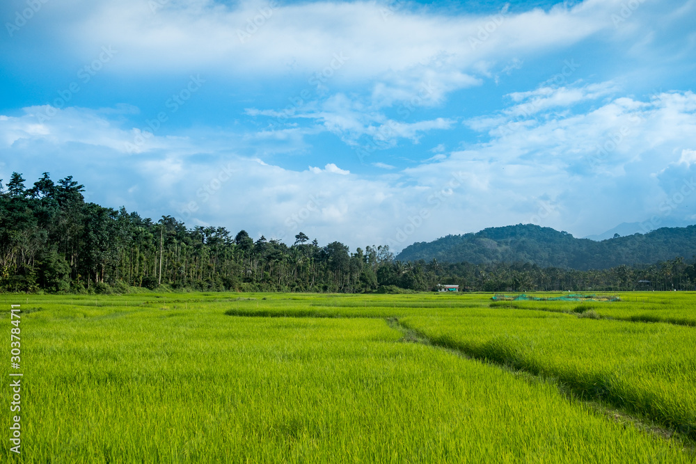 lush green kerala watered paddy field, close up with view of surrounding nature. Rice is the main agricultural resource of the region