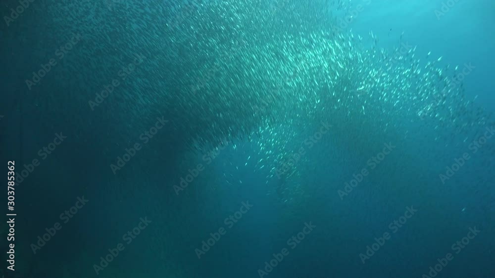 School of sardines in Moalboal Cebu/ Philippines School of sardines in Moalboal Cebu/ Philippines