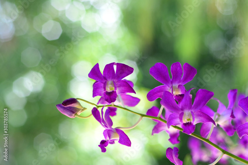 Purple orchids on a green background.