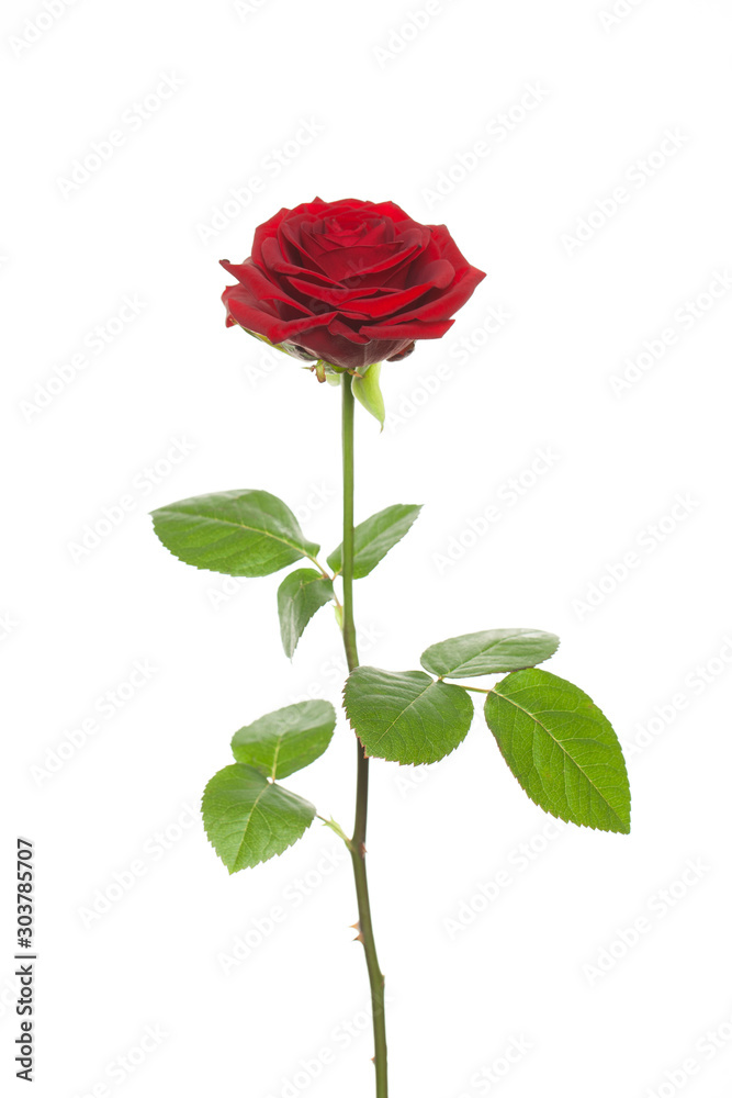 Red rose flower isolated on white background Red rose flower isolated on white background