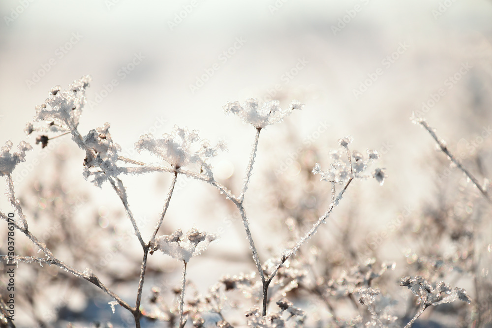 Flowers covered with sparkling hoarfrost and snow on a snowy field. A fabulous magical image of a winter meadow. Flowers covered with sparkling hoarfrost and snow on a snowy field. A fabulous magical image of a winter meadow.
