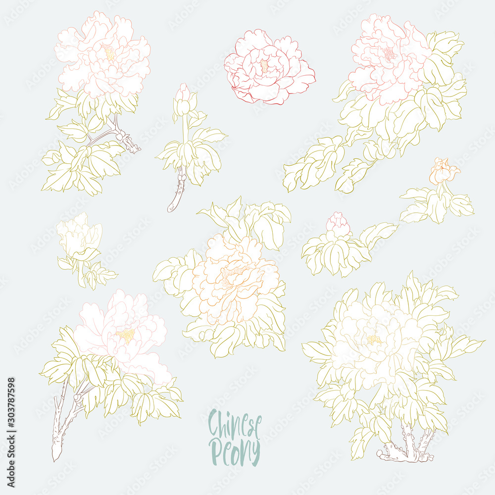 Peony tree branch with flowers in the style of Chinese painting on silk. Elements for design. Colored vector illustration. Isolated on white background..