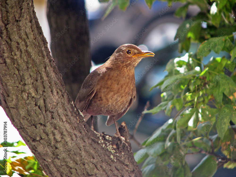 Small bird on the tree