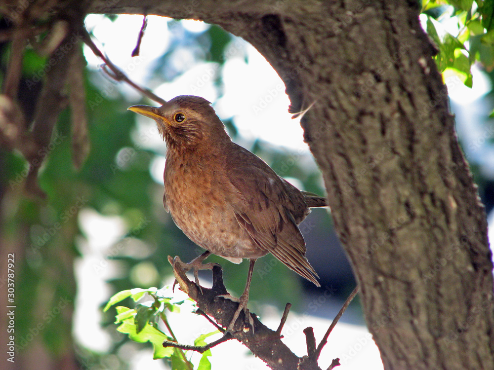 Small bird on the tree