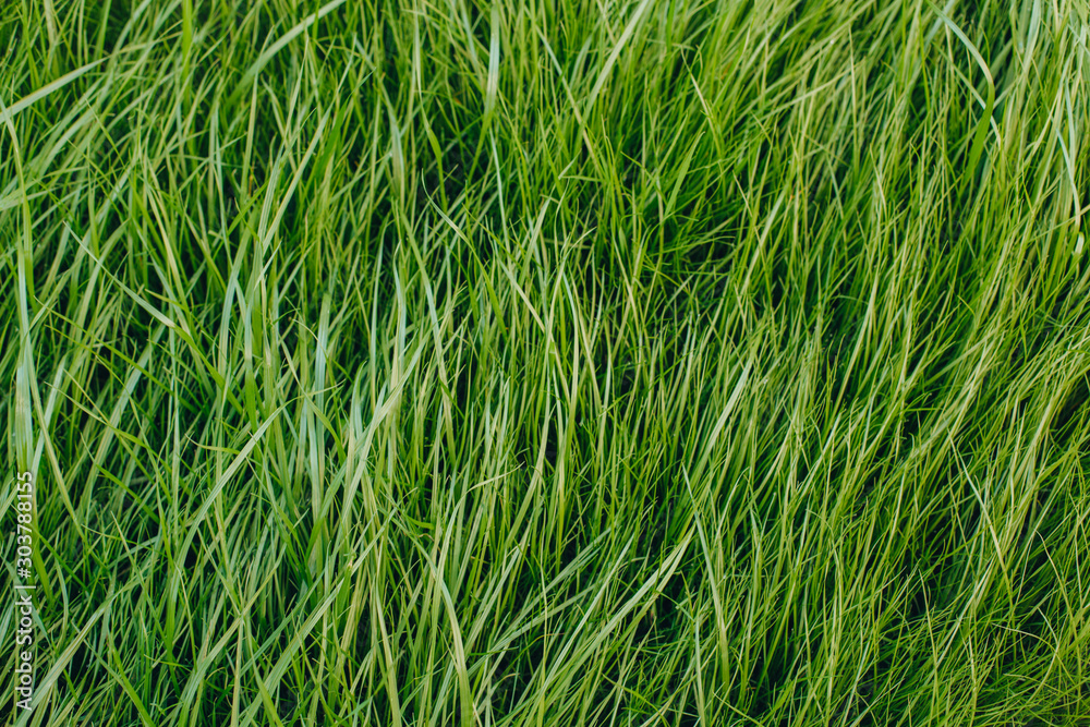 close-up shot of fresh green sprouts grass close-up shot of fresh green sprouts grass