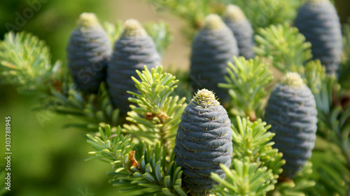 closeup of a coniferous tree branch with blue cones on a blurry background on a sunny day